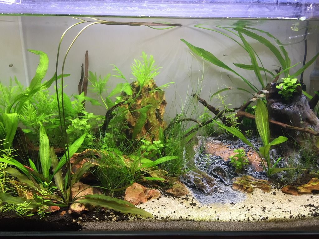 New to planted aquariums gross white growth on wood New to Planted